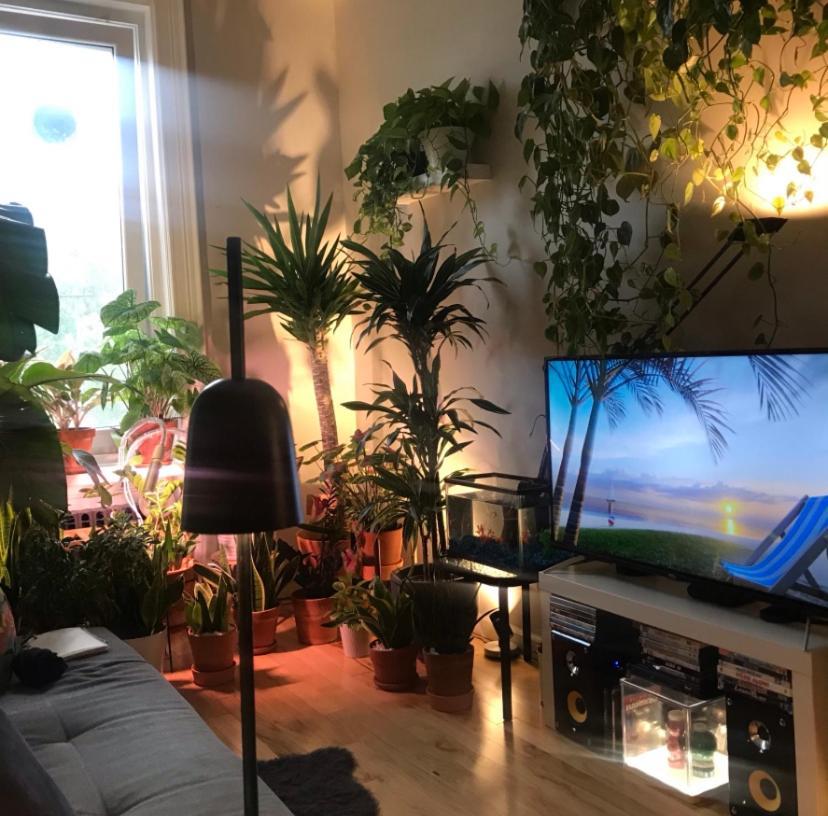 Urban Jungle Oasis In Queens! Lägenhet New York Exteriör bild